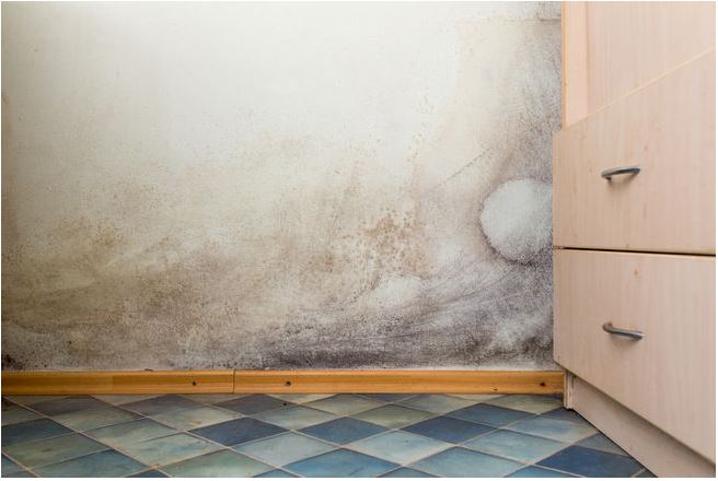 mold in a home 